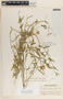 Funastrum clausum image