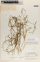 Funastrum clausum image
