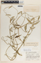 Funastrum clausum image