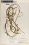Funastrum clausum image
