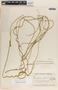 Funastrum clausum image