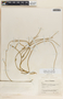 Funastrum clausum image