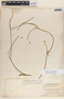 Funastrum clausum image