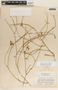 Funastrum clausum image