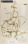 Funastrum clausum image