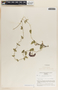 Funastrum elegans image
