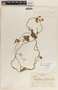 Funastrum lindenianum image