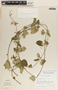 Funastrum lindenianum image