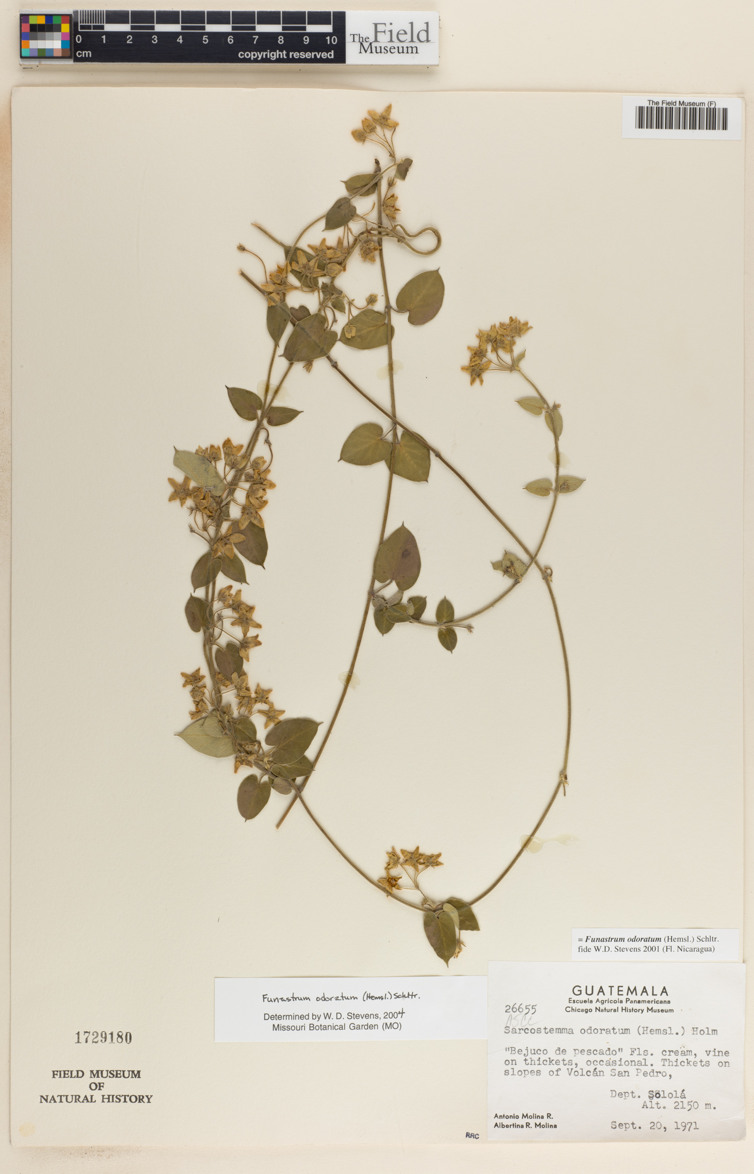 Funastrum odoratum image