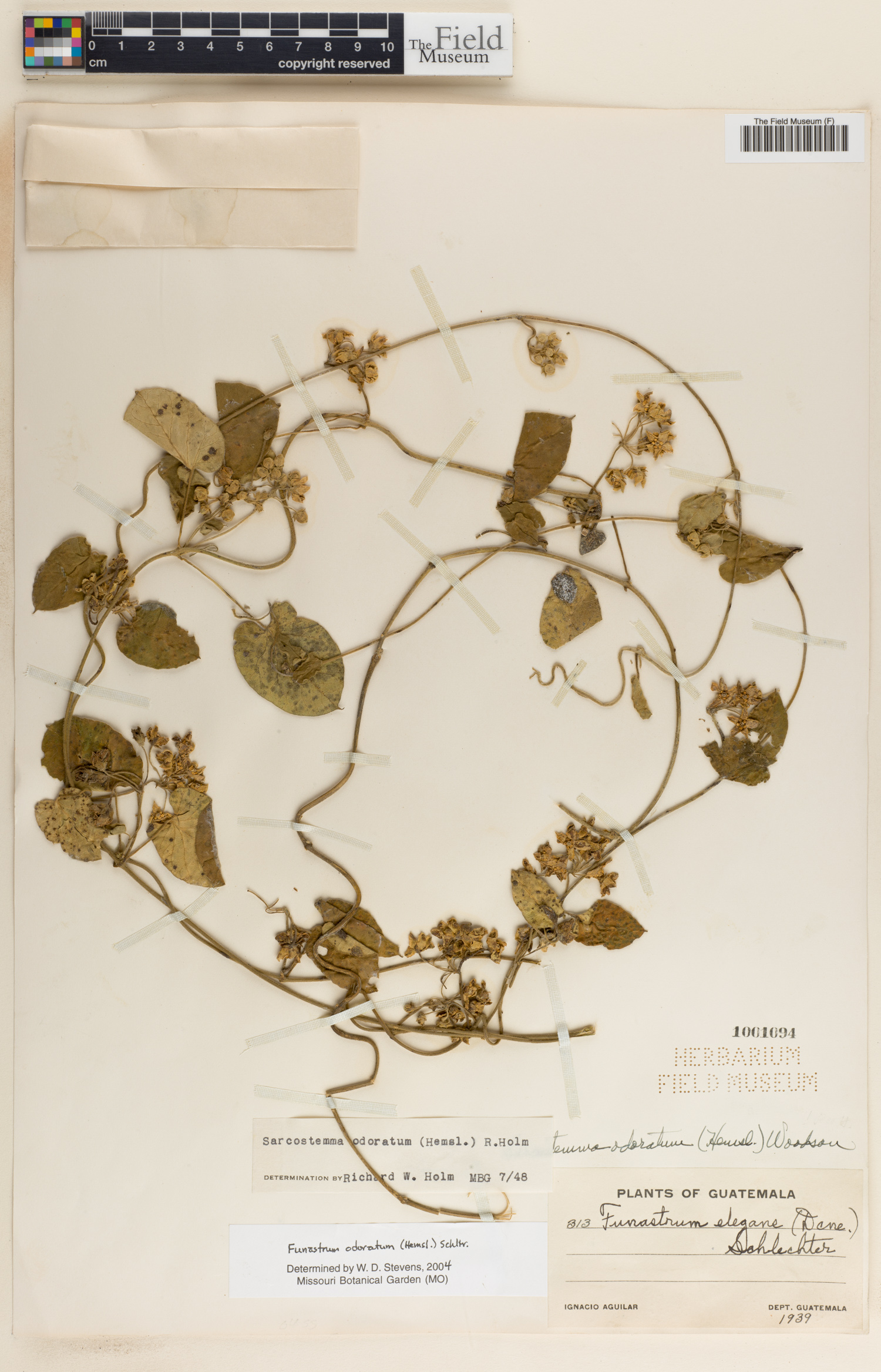 Funastrum odoratum image