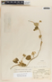 Funastrum odoratum image