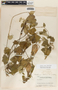 Funastrum odoratum image