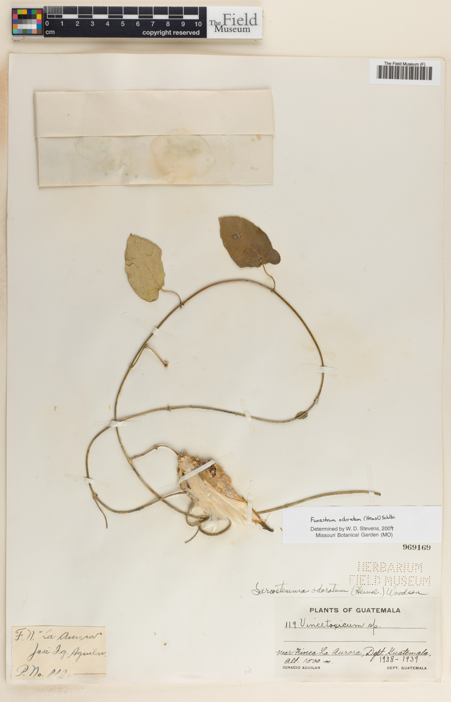 Funastrum odoratum image