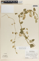 Funastrum odoratum image