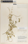 Funastrum odoratum image