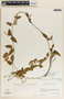 Funastrum refractum image