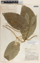 Gonolobus aristolochiifolius image