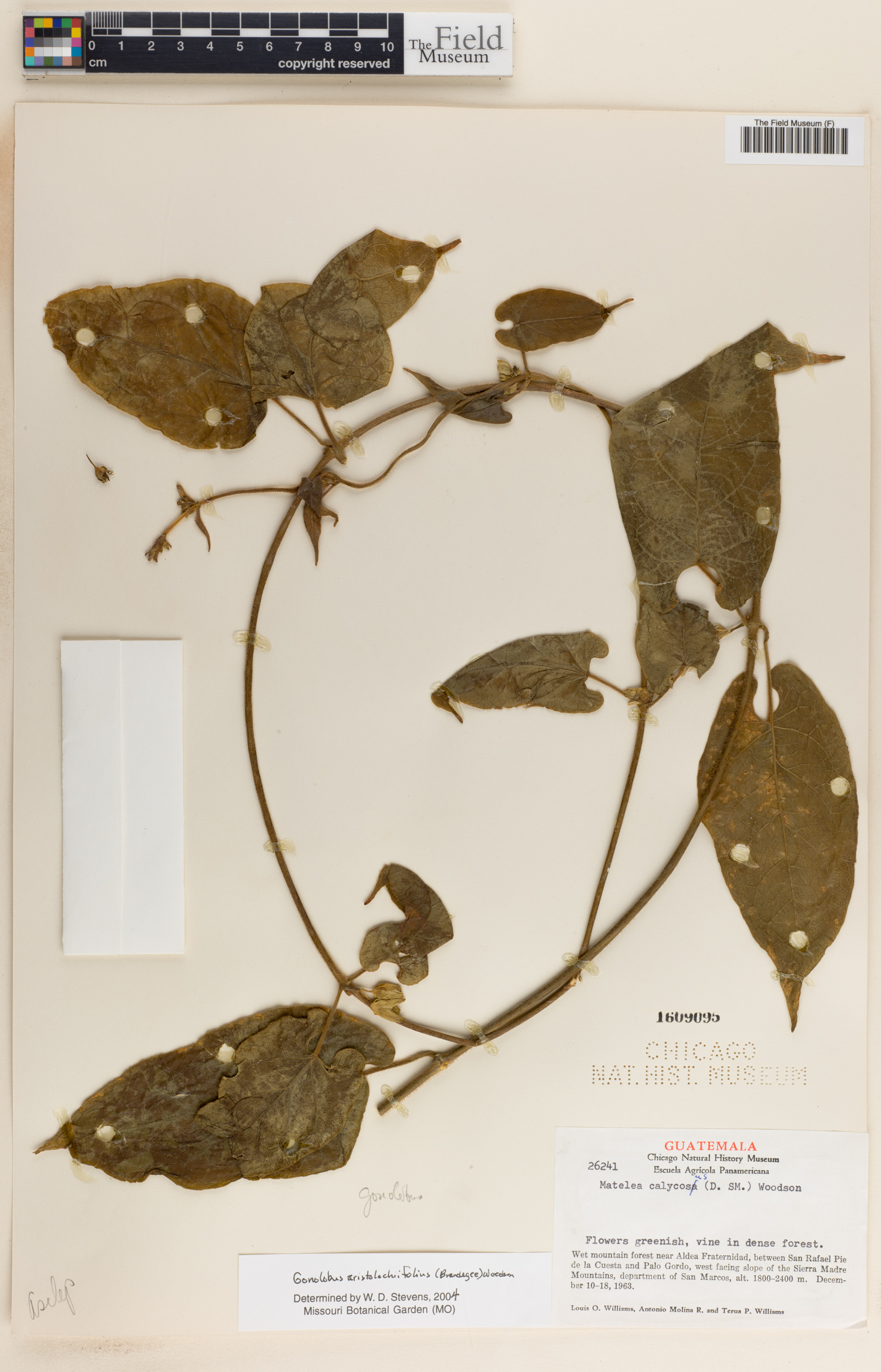Gonolobus aristolochiifolius image