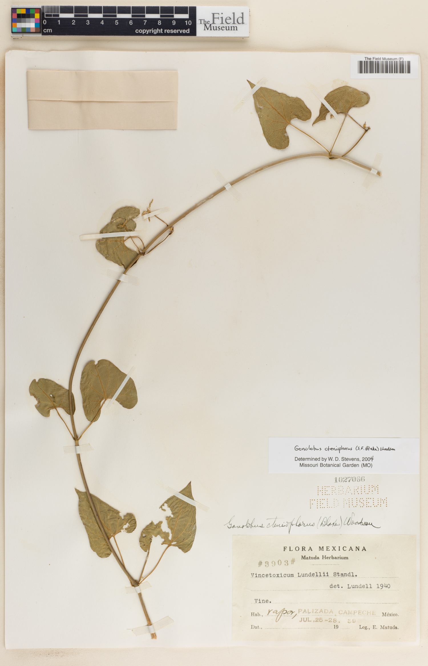 Gonolobus cteniophorus image