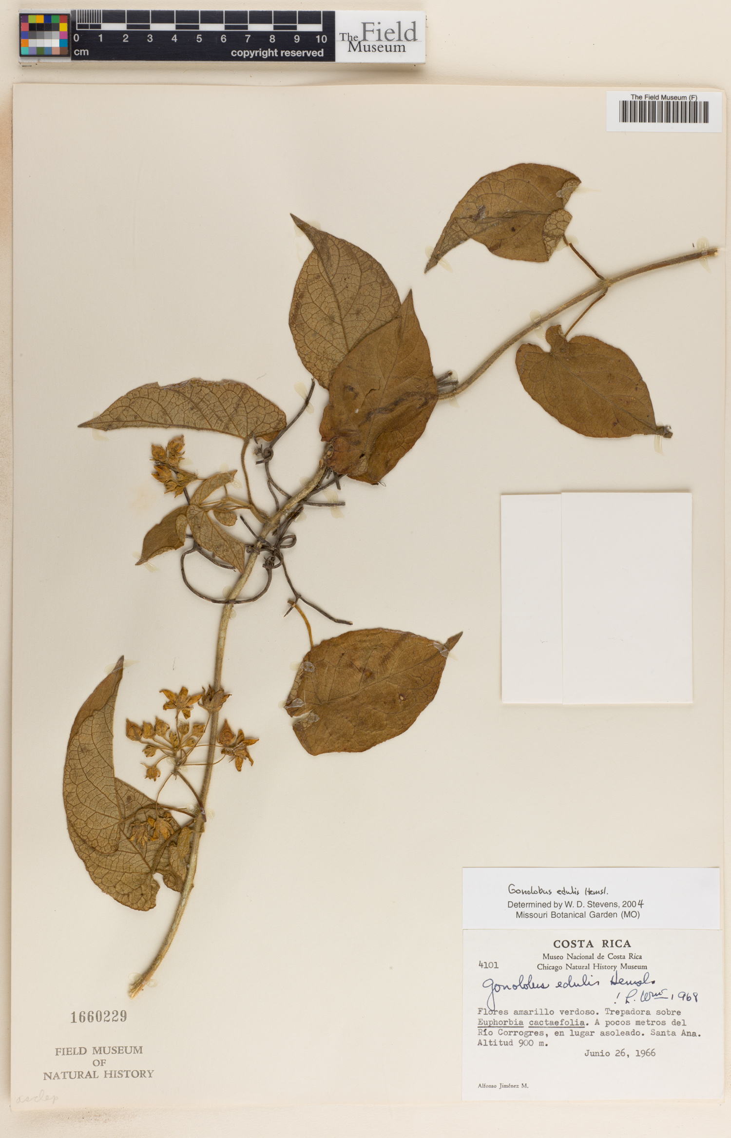 Gonolobus edulis image