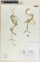 Funastrum clausum image