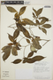 Tabernaemontana litoralis image