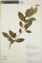 Tabernaemontana litoralis image