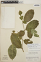 Tabernaemontana litoralis image