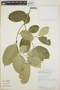 Tabernaemontana litoralis image