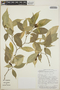 Tabernaemontana litoralis image