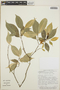 Tabernaemontana litoralis image