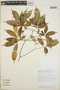 Tabernaemontana litoralis image