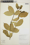 Tabernaemontana litoralis image