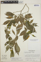 Tabernaemontana litoralis image