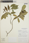 Tabernaemontana litoralis image