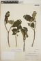 Stemmadenia obovata image