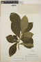 Stemmadenia obovata image