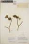 Stemmadenia obovata image