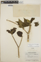 Stemmadenia obovata image
