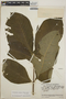 Stemmadenia obovata image
