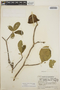 Stemmadenia obovata image