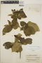 Stemmadenia obovata image