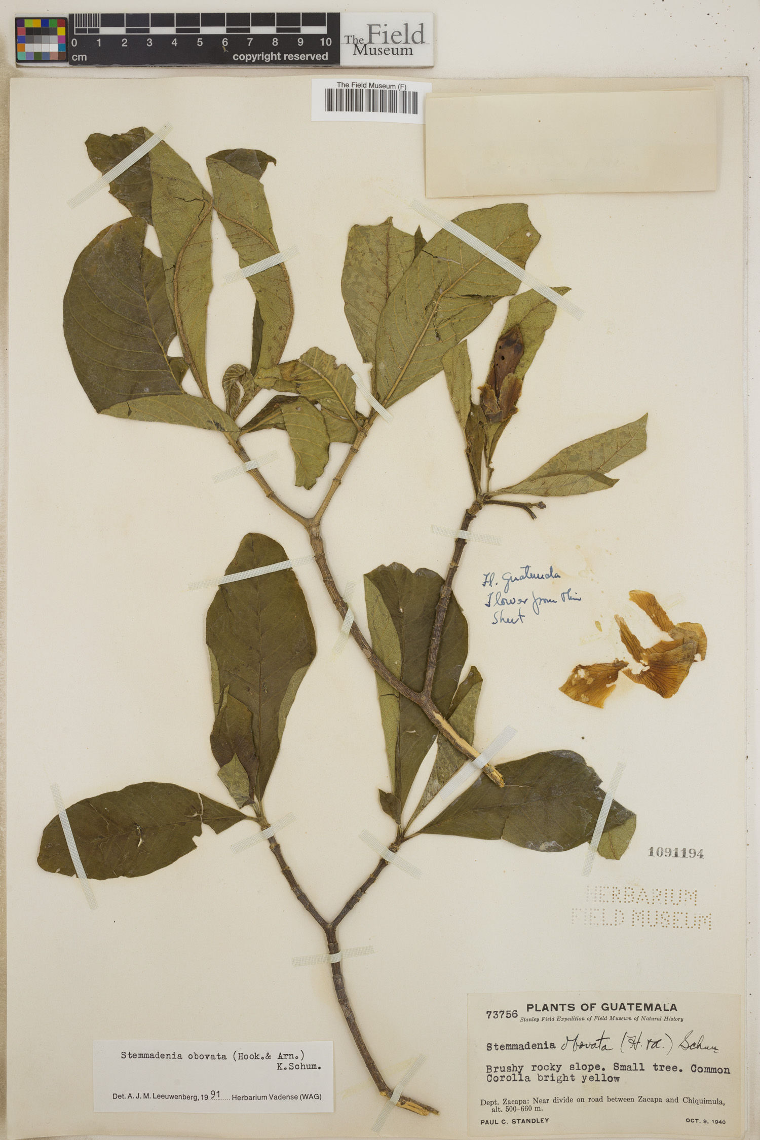 Stemmadenia obovata image
