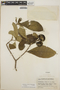 Stemmadenia obovata image