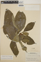 Stemmadenia obovata image
