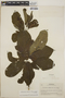 Stemmadenia obovata image
