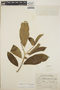 Stemmadenia obovata image