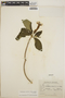 Stemmadenia obovata image