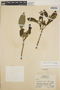 Stemmadenia obovata image