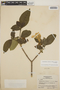 Stemmadenia obovata image
